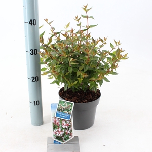 Abelia grandiflora 'Sherwood' P17 (2ltr)