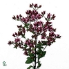 ORIG VU CHARM PURPLE