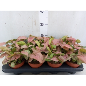 Syngonium podop.