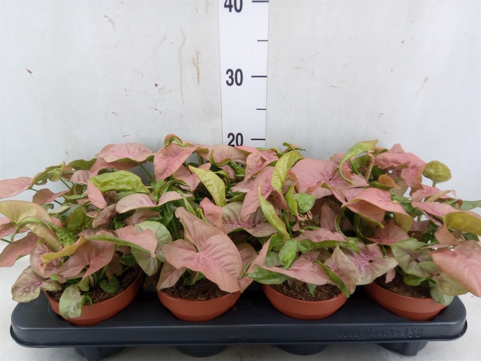 <h4>Syngonium podop.</h4>