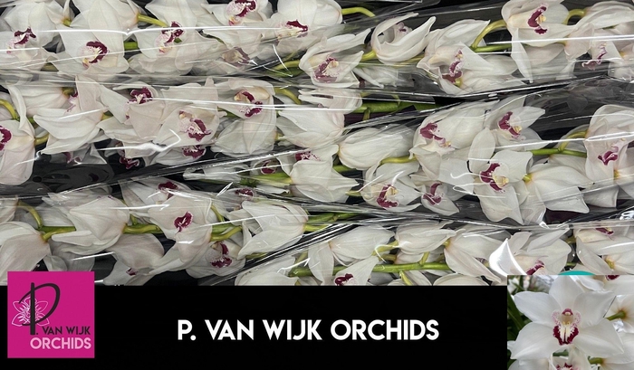 <h4>CYMB T AMY LIV</h4>