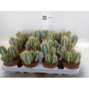 Pilosocereus pachycladus