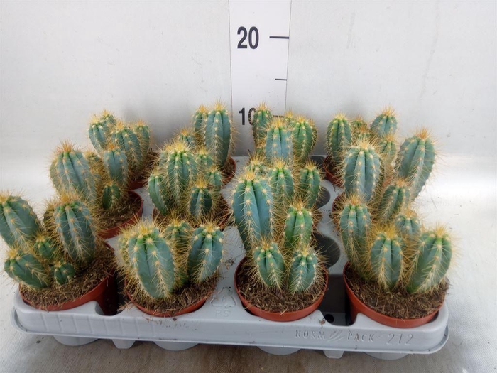<h4>Pilosocereus pachycladus</h4>