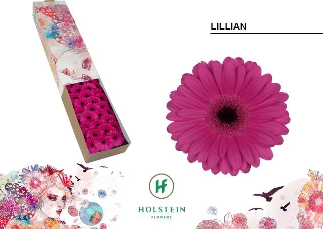 <h4>GE MI LILLIAN</h4>