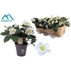 Helleborus niger Christmas Carol