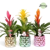 Bromelia variés