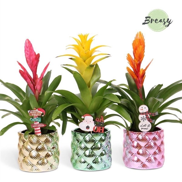Bromelia variés