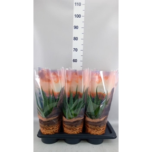 Aloe arborescens