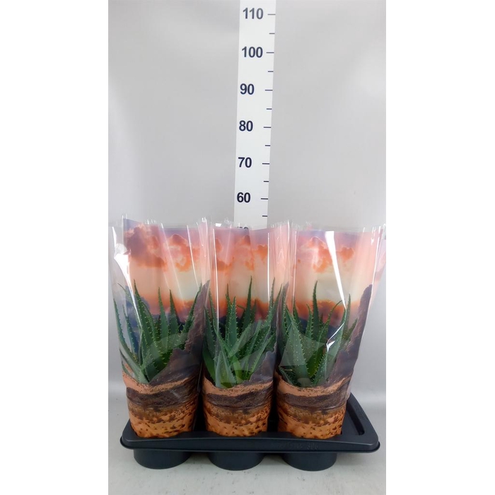 <h4>Aloe arborescens</h4>