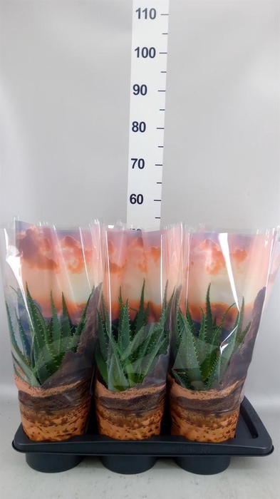 Aloe arborescens