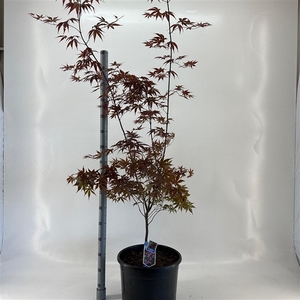 Acer pal. ‘Bloodgood’