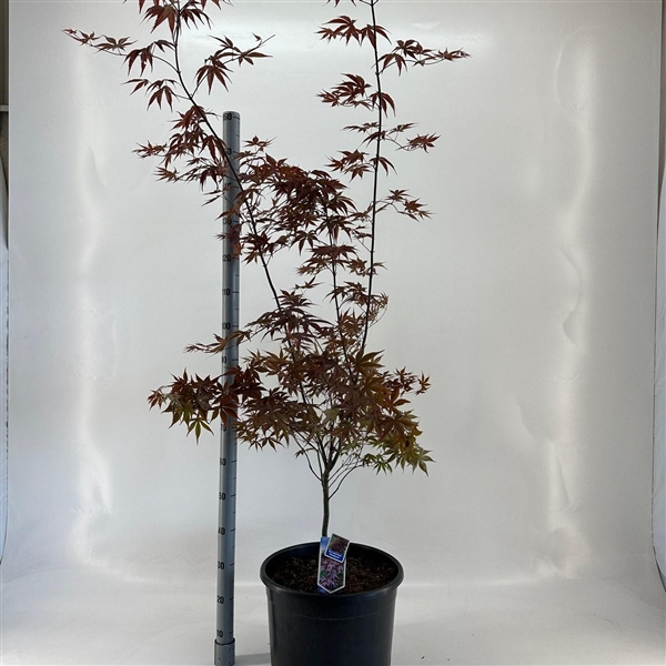 <h4>Acer pal. ‘Bloodgood’</h4>