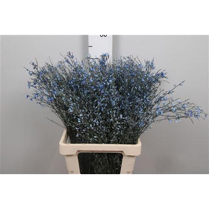 Genista Blue (400gr)