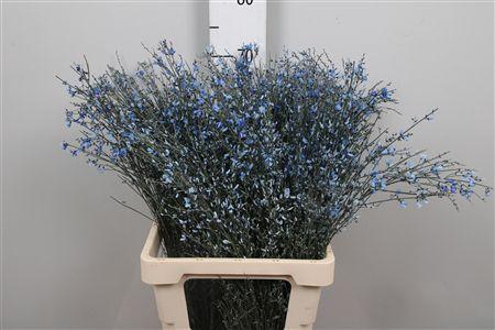 <h4>Genista Blue (400gr)</h4>