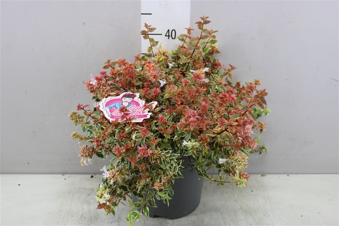 Abelia X Grandiflora