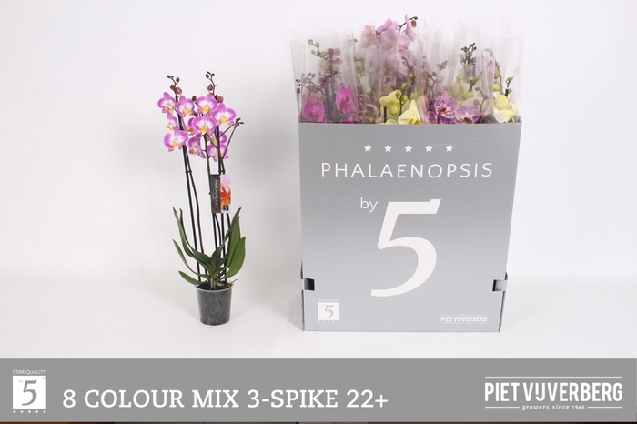 <h4>PHAL GEM 8 KL</h4>