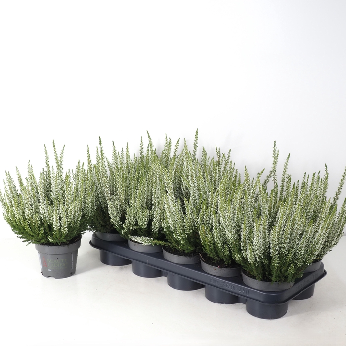 <h4>Calluna vulgaris 'Beauty Ladies' P12 Wit</h4>
