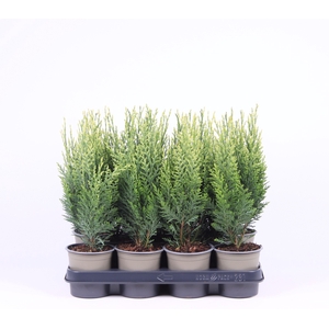 Chamaecyparis lawsoniana 'White Spot'