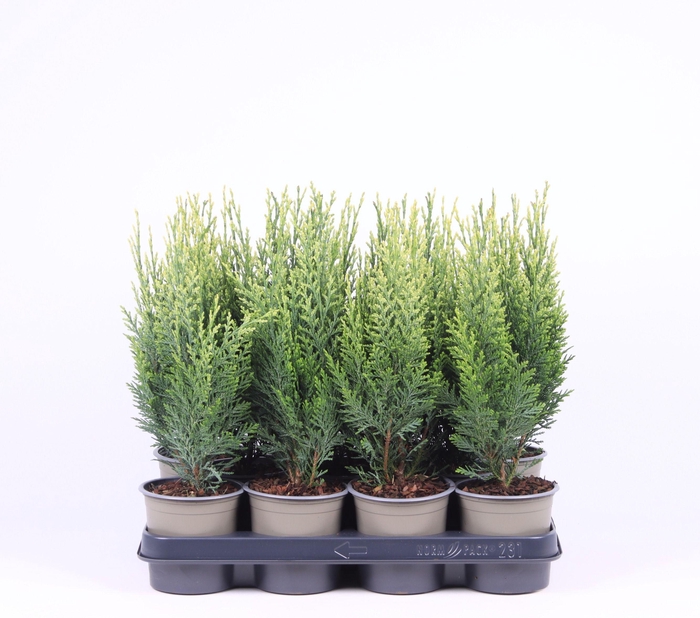 <h4>Chamaecyparis lawsoniana 'White Spot'</h4>