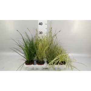 Carex   ...mix
