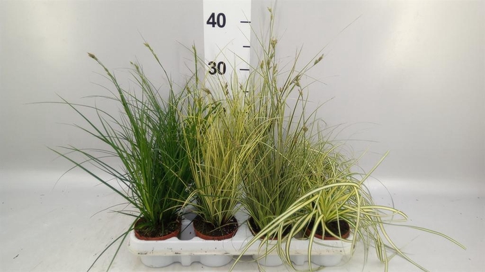 <h4>Carex   ...mix</h4>