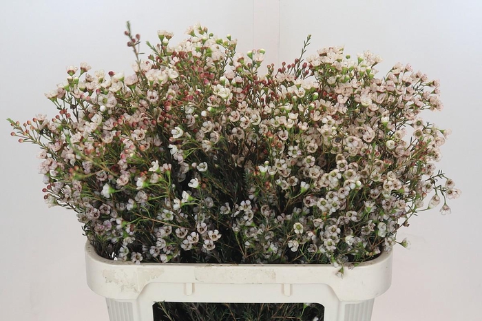 <h4>Chamelaucium Ella</h4>