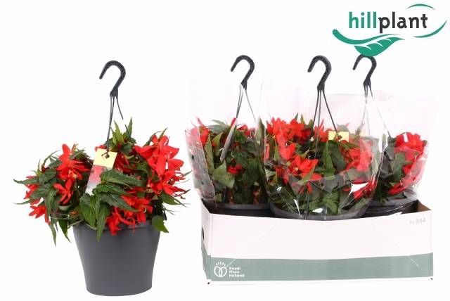 <h4>BEGO B CR FI RED</h4>