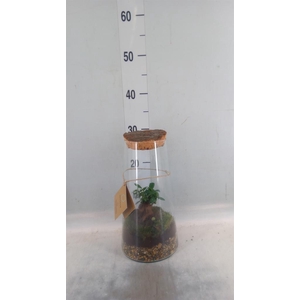 Arr.   Kamerplant Groen H%