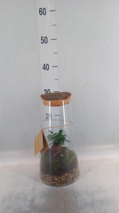 Arr.   Kamerplant Groen H%