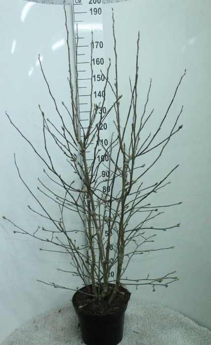 <h4>Magnolia stellata</h4>