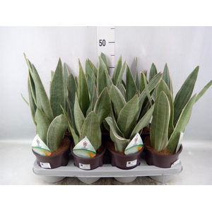 Sansevieria trifa.   ...