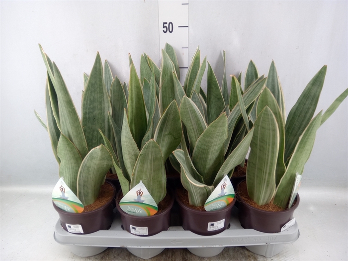 Sansevieria trifa.   ...