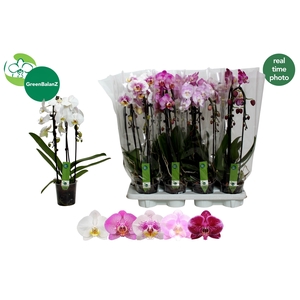 PHAL GEM