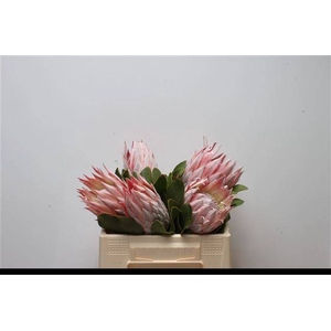 PROTEA CYNAROIDES