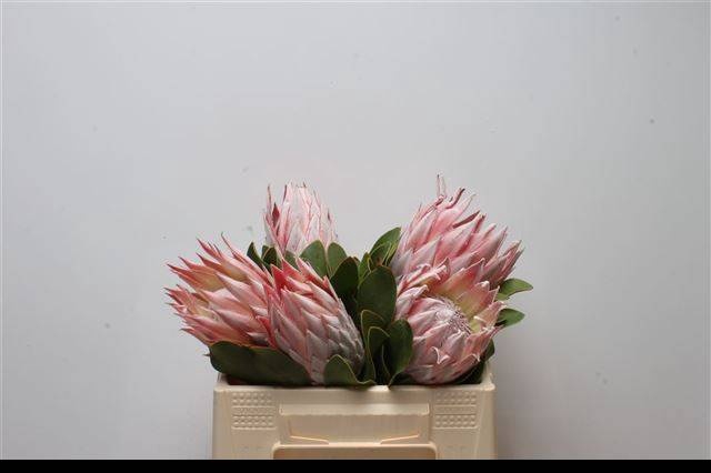 <h4>PROTEA CYNAROIDES</h4>