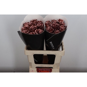 Wax-Rozen Wax Koper w21