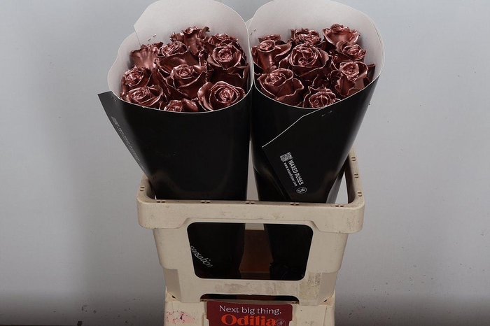 <h4>R Ov Wx Koper W21</h4>