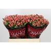 Hypericum Sweet Romance