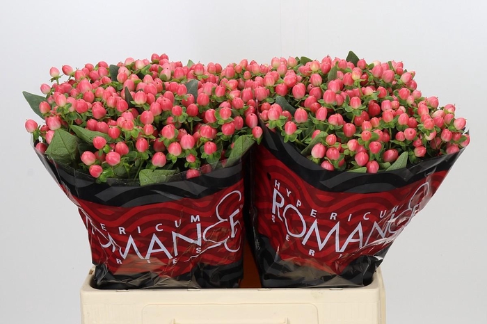 <h4>Hypericum Sweet Romance</h4>
