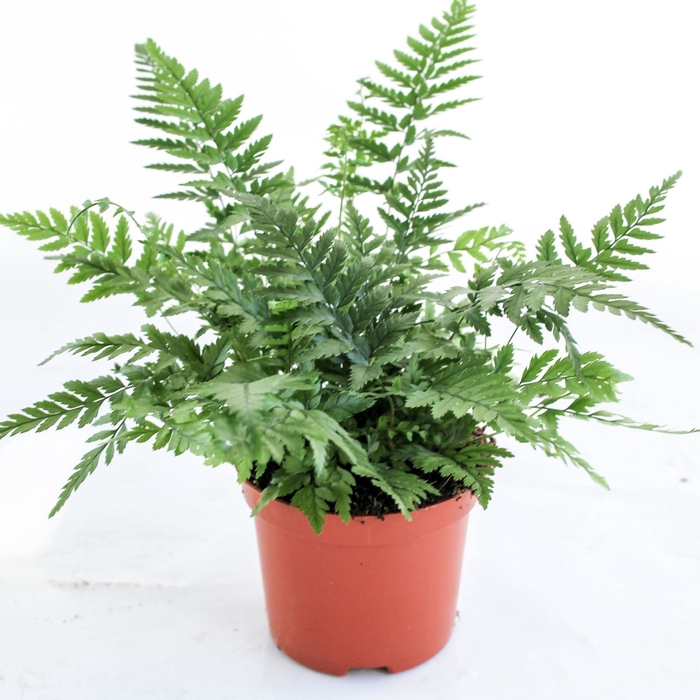 Polystichum tsus-simense