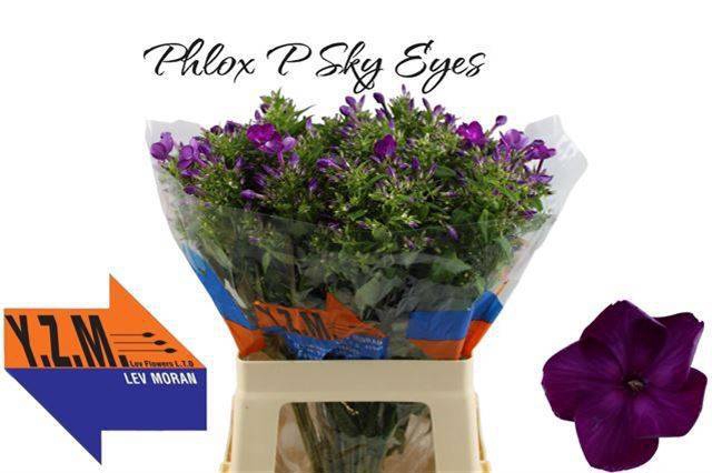 <h4>PHLOX P SKY EYES</h4>