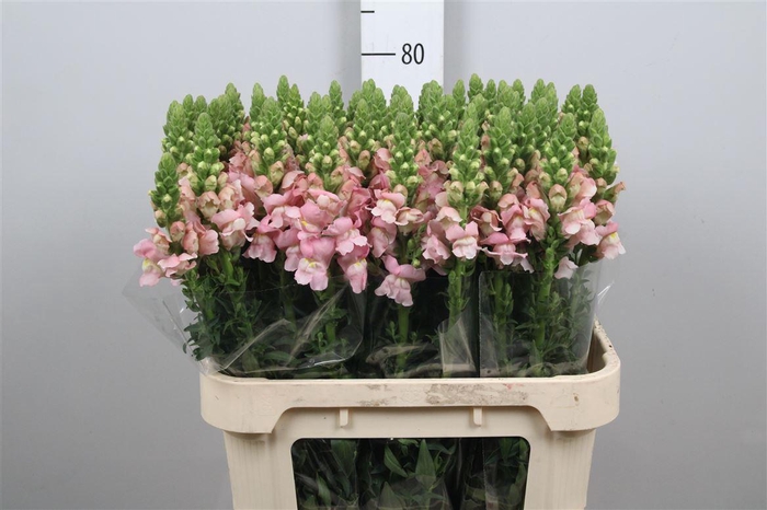 <h4>Antir Avignon Pink</h4>