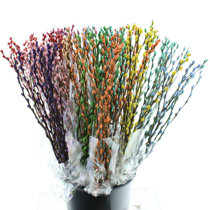 <h4>Salix Katjes Geverfd Mixemmer Op 10</h4>