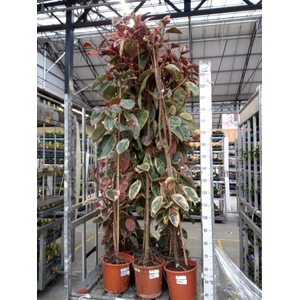 Ficus elastica 'Belize'