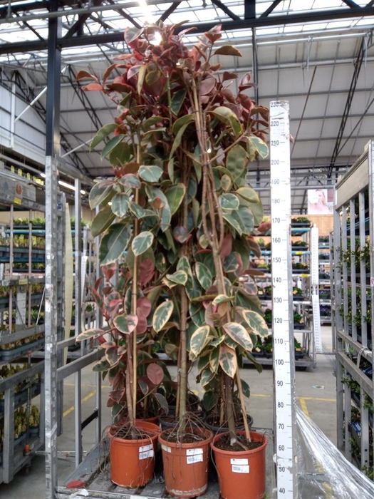 <h4>Ficus elastica 'Belize'</h4>