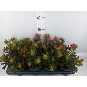 Euphorbia amygdaloides 'Purpurea'