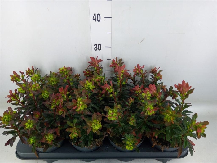 <h4>Euphorbia amygdaloides 'Purpurea'</h4>