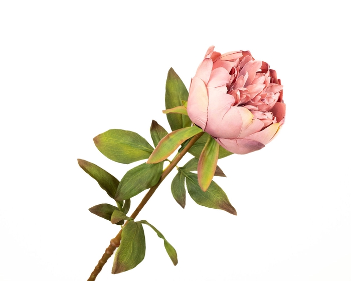 <h4>Paeonia Pink</h4>