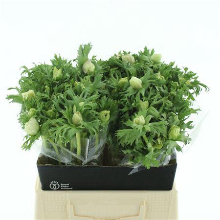 <h4>Anem Co Mar White</h4>