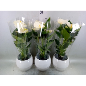 Anthurium  'Karma White'